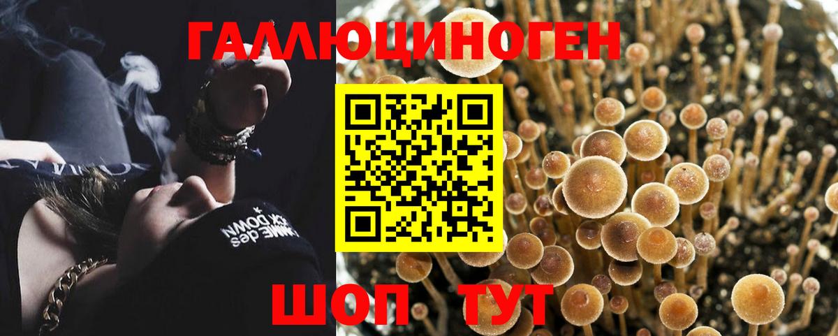 Псилоцибиновые грибы Psilocybe Электрогорск